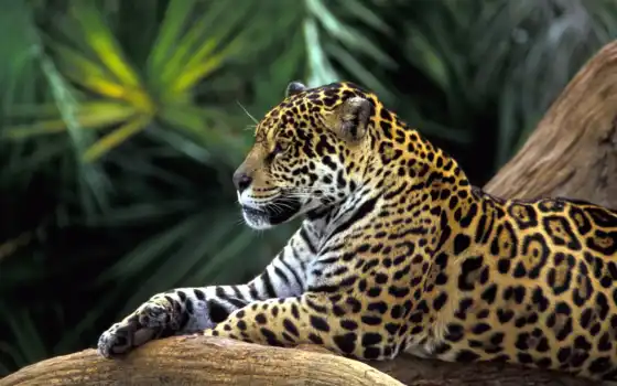 amazon, brazil, rainforest, jaguar,