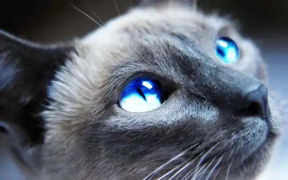 обои, голубые, глазами, глаза, голубыми, кот, кошк