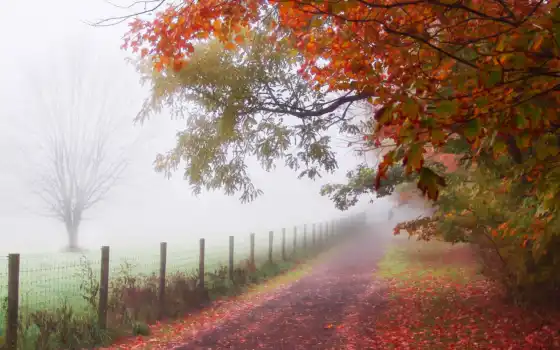 туман, осень, лист, дерево