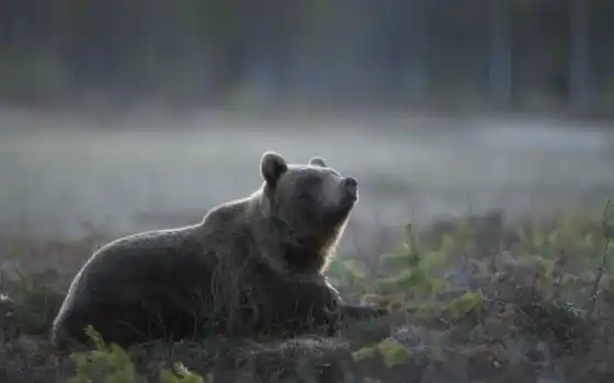 медведь, туман