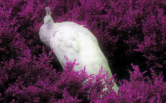 обои на рабочий стол, красивые картинки, картинки для ipad, обои для android