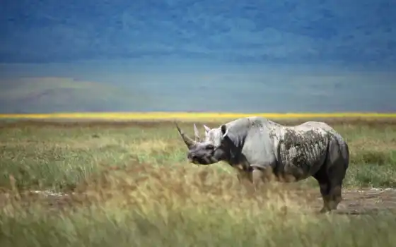 носорог, восхитительный, носорого, законный, свободный, мяч,