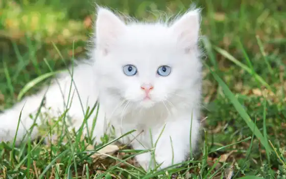 белый, черный, синие, смазливые, котенок, набор, животное, свинец