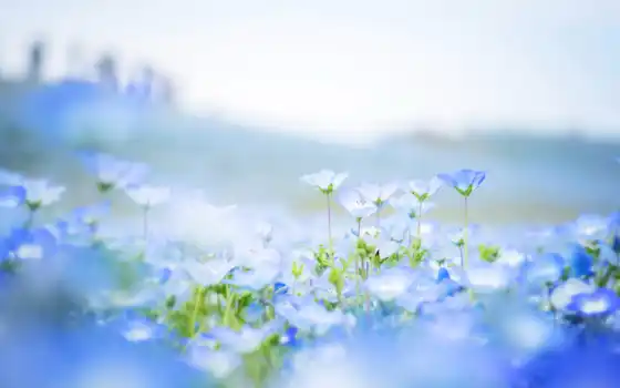 cvety, голубые, природа, лепестки, поле, размытость, парке, японском, цветов, немофилы, немофила, 