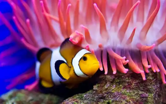 ,, anemone fish, клоун, актиния, рыба, морская биология, макросъемка,  коралловый, 