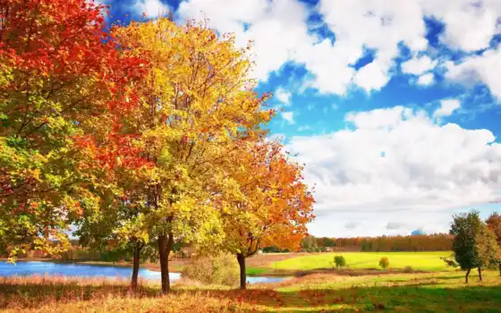 осень, дерево, природа, пейзаж, ничего