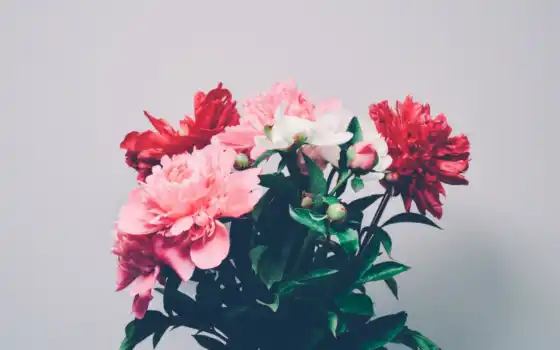цветы, пион, букет, розовый, растение, красный
