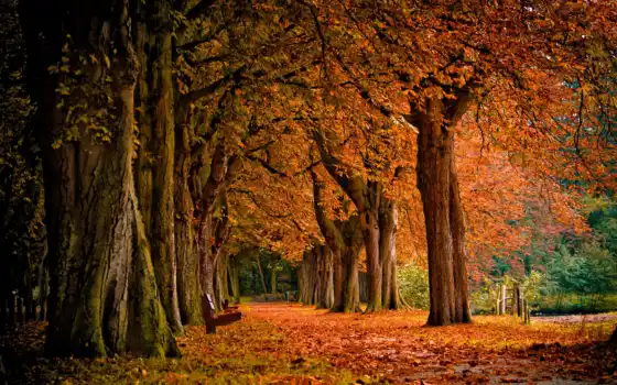 осень, ливан, деревья, парк, взгляд,