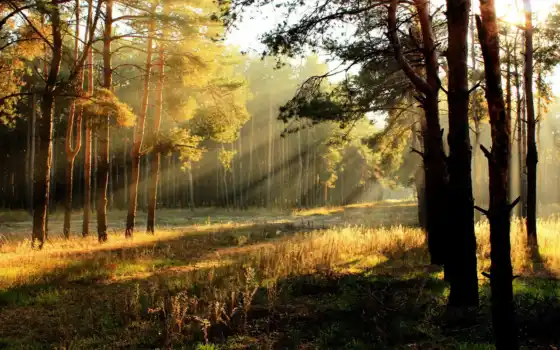 природа, лес, утро, свет, 