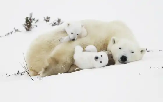 полярные, медведи, медведи, детеныши, свободные, животные,