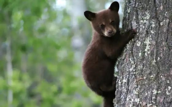дерево, медведь