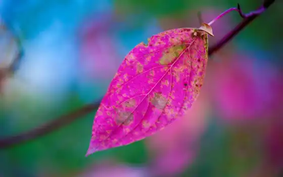 leaf, осень, purple, narrow, makryi, дерево, лист, розовый, природа