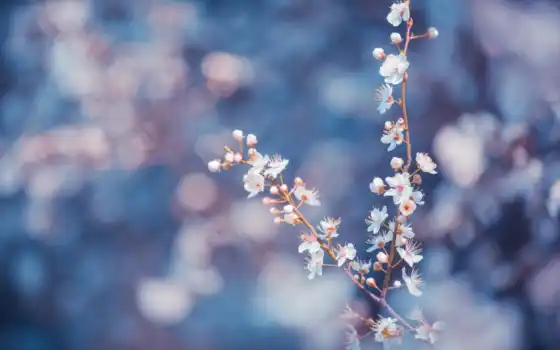 makryi, цветы, branch, white, landscape, ко, попа