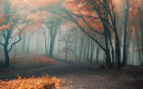 лес, осень, туман, большая, фото, леса, откройте, ссылку, осеннего, деревья, лесу, 