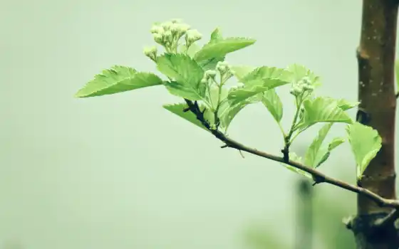 подборка, зелёный, высоком, branch, весна, leaf, 