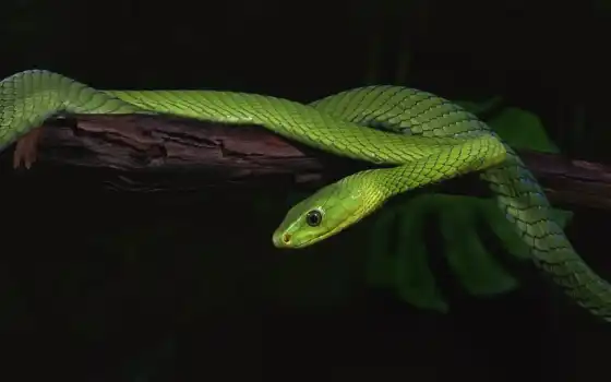 змея, зелень, животное
