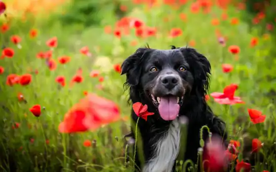 собака, мак, цветы, красный, песик, язык, поле, лето, взгляд