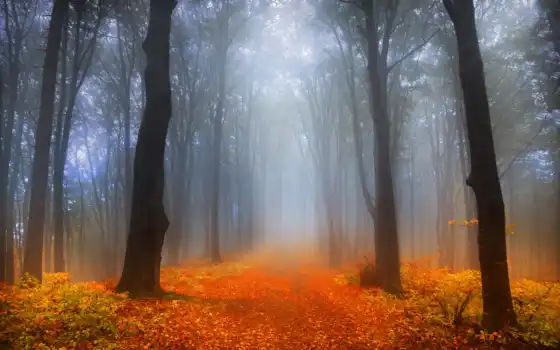 осень, туманность, лес, рабочий стол,