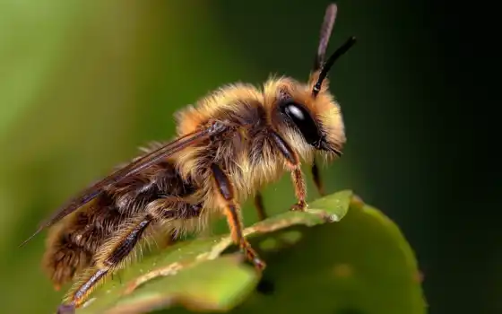 пчелка, сидит, они, зеленом, листе, разных, укусила, пчелы, 