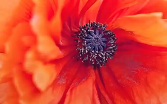 обои на рабочий стол, красивые картинки, картинки для ipad, обои для android