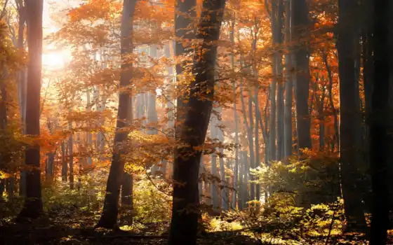 лес, осень, листья, деревя, листва, 