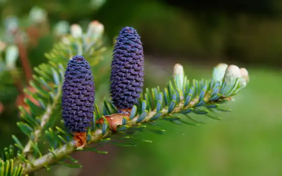 cone, hvoit, purple, fir, branch, дерево, previe, трава, summer, река