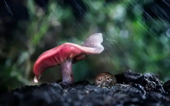 animal, hide, дождь, зонтик, mushroom