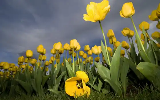цветы, обои, тюльпаны, желтый, тюльпанов, природа, обои, широкий экран, настольные тюльпаны, kb, güzel, hotwalls, resimleri, планшет,