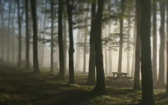 туман, лес, скамья, деревья, картинка, картинку, 