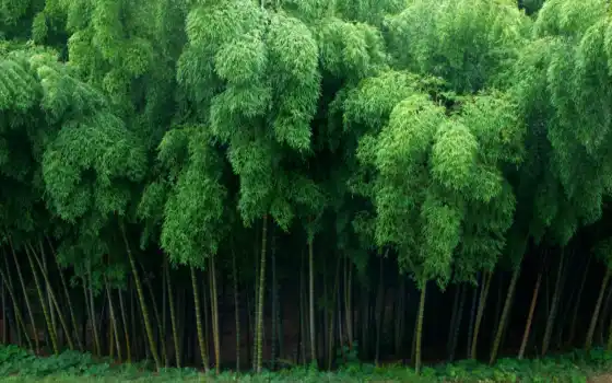 лес, бамбук, японки, японки, тур, киото,