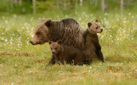 медведи, браун, чаши, полярные, два, гризли, младенец, корышка,