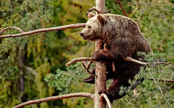 дерево, медведь