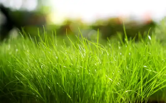 трава, природа, макро, природе, растения, зелёный, зелёная, яркий, установить, листочки, 