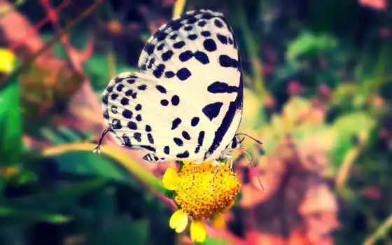бабочка, природа, animal, white, black, 