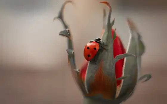 ladybug, коровка, жук, spot, цветы, makryi, red, god, зелёный