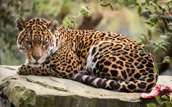 лелекард, jaguar, african, descansa, hacia, реальное, мир, русские
