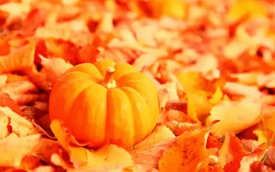 осень, тыква, маленькая, золотая, осенние, бесплатные, листва, 