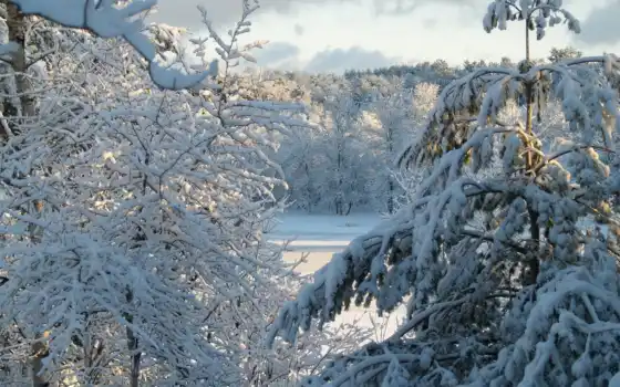 природа, игры, снег, winter, лес, новогодние, world, tanks, зимние, объект, 