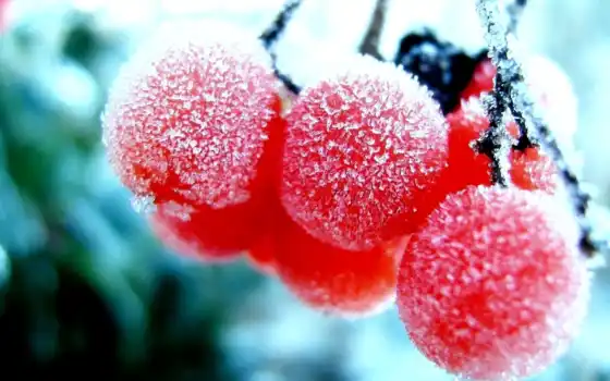 ягода, winter, рябина, природа, макро, branch, снег, иней, daily, red