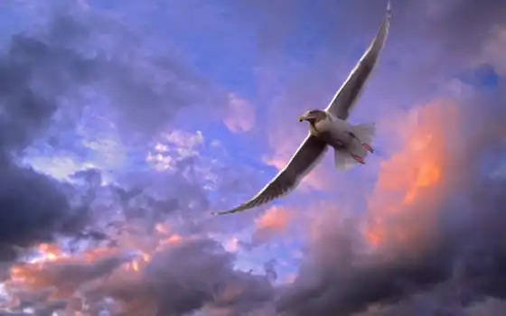 , a aраф, летящий, неф, патруль