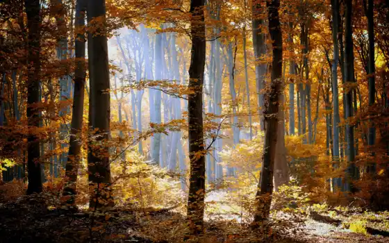 лес, листья, осень, деревя, оранжевые, туман, природа, желтые, трава, 