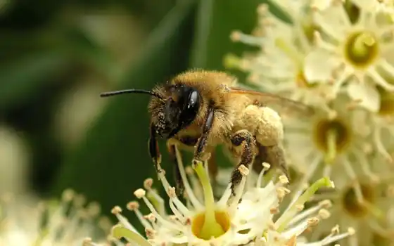 пчелка, пчелы, макро, мною, цветы, надо, листва, вьются, кружат, 