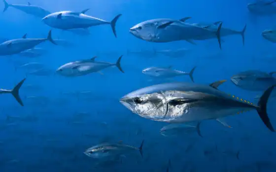 tuna, fish