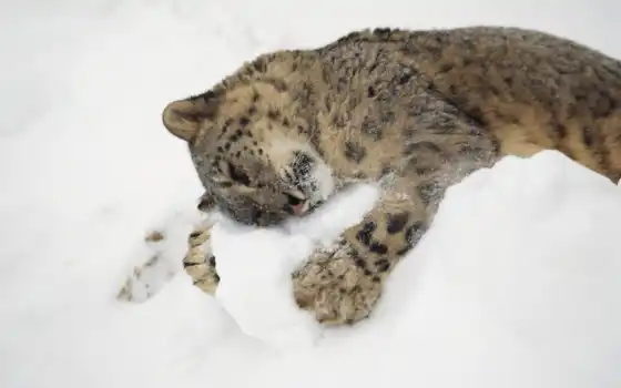 животное, снег, леопард, малышка, кот, природа