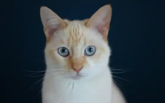 кот, взгляд, глаз