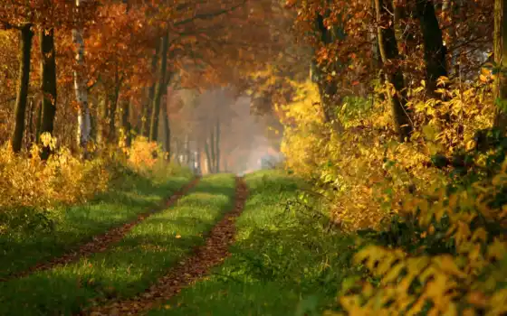 осень, лес, красивый