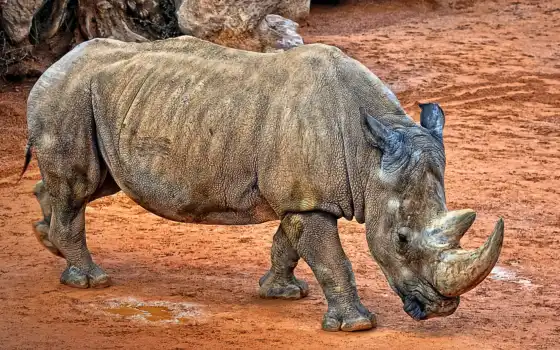 носорога, изображения,