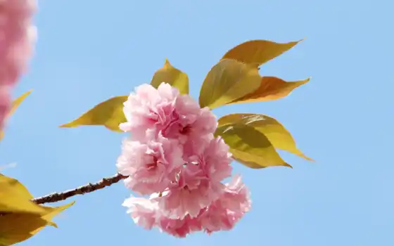 вишневый, лепестковый, цвет, весна, гратис, рогоносец, черехат, крошка, парк, розовый