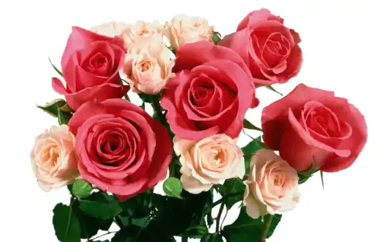 букет, поздравление, роза, праздник, день, тюльпан