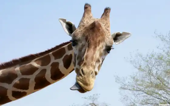 жираф, животные, язык, 